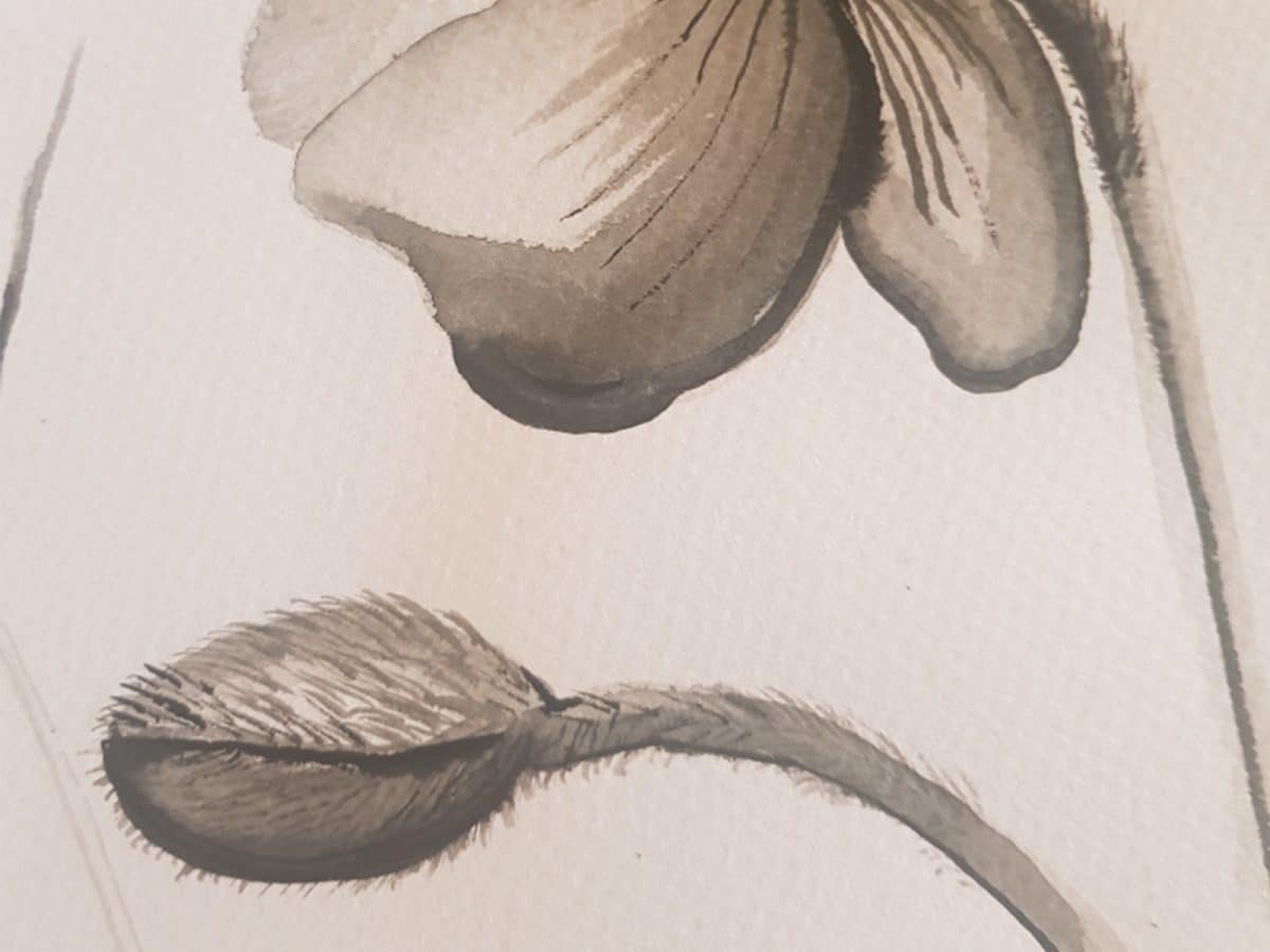 An ink drawing of a poppy flower and bud